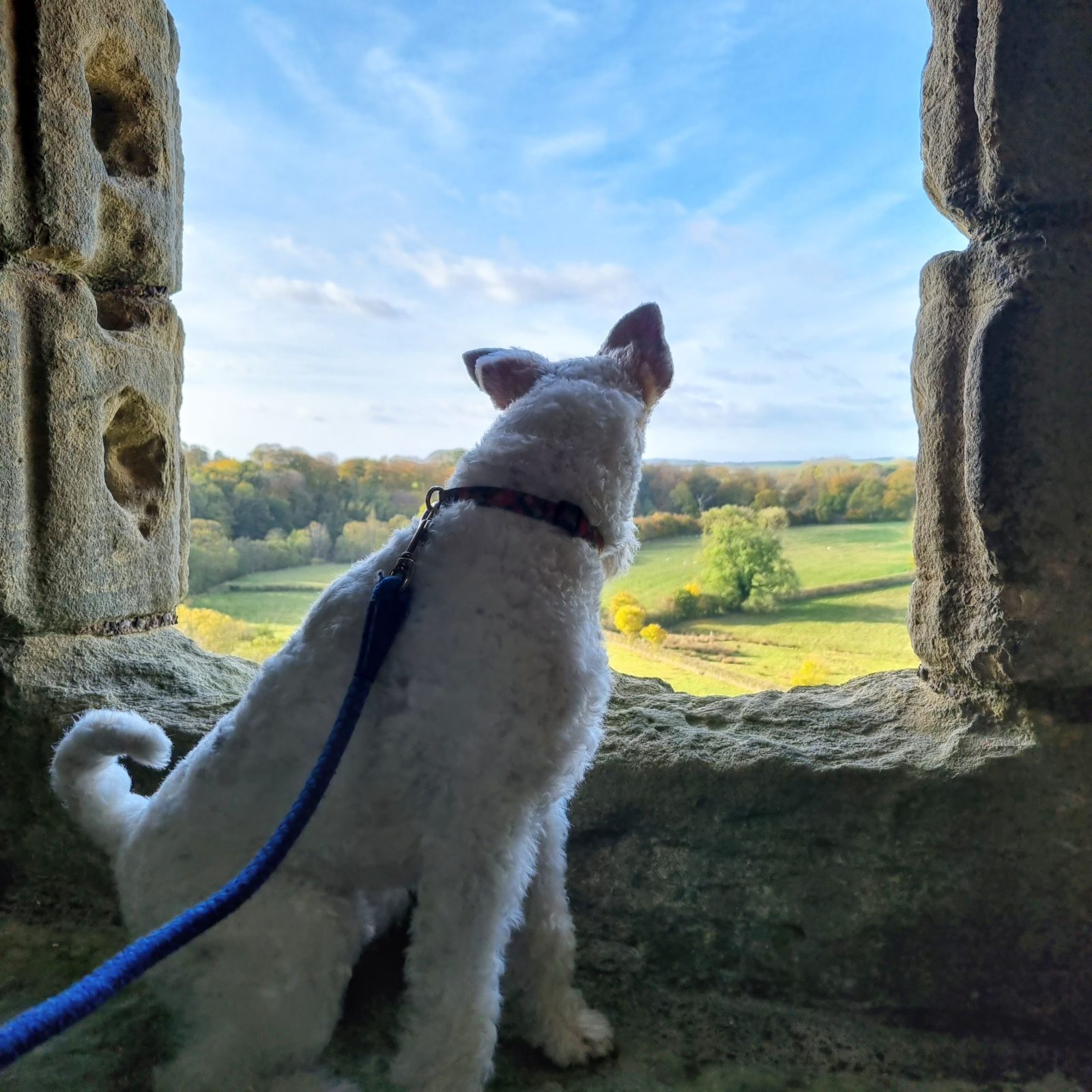 wire haired fox terrier checking outthe view at warkworth castle